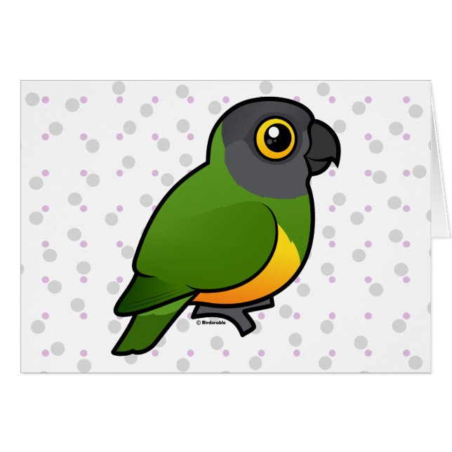 Senegal Parrot (Front Horizontal)