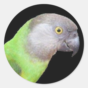 SENEGAL PARROT HEAD CLASSIC ROUND STICKER
