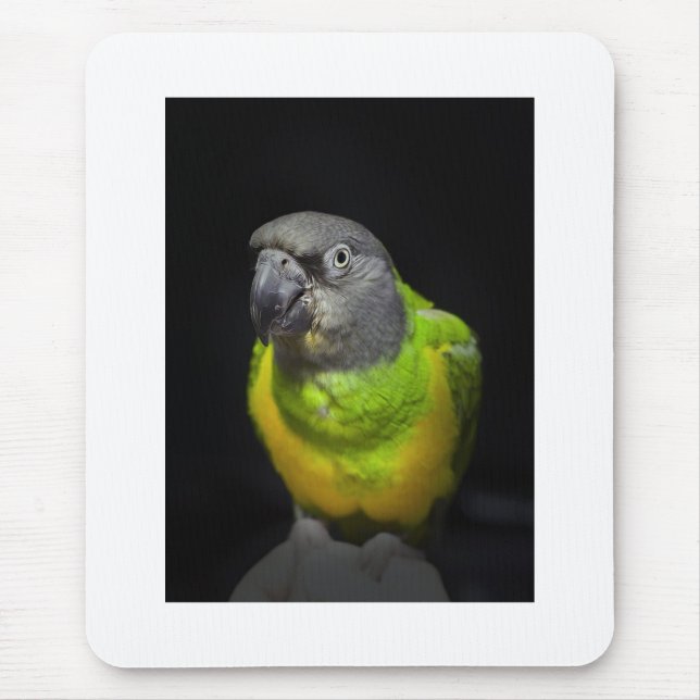 Senegal Parrot staring Teecoo Mouse Pad (Front)
