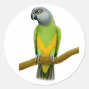 Senegal Parrot Sticker