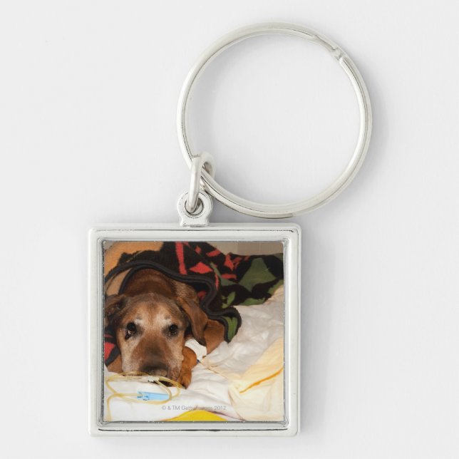 senior dog in the intensive care unit with a key ring (Front)