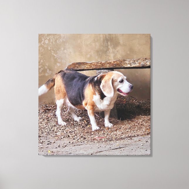 Senior pet Beagle, Daisy Elizabeth taking a walk Canvas Print (Front)