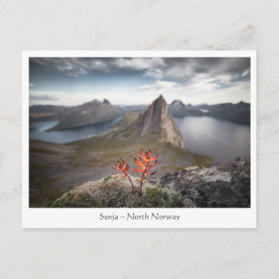 Senja Norway Postcard