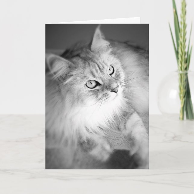 Sensational Siberian Blank Card (Front)