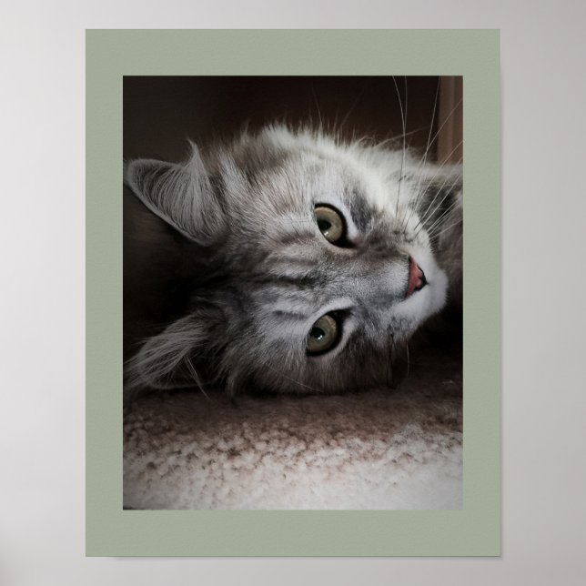 Sensational Siberian Cat Poster (Front)