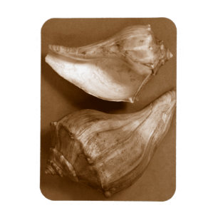 Sensual Shells Magnet