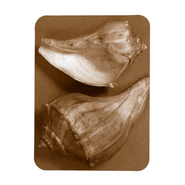 Sensual Shells Magnet (Vertical)