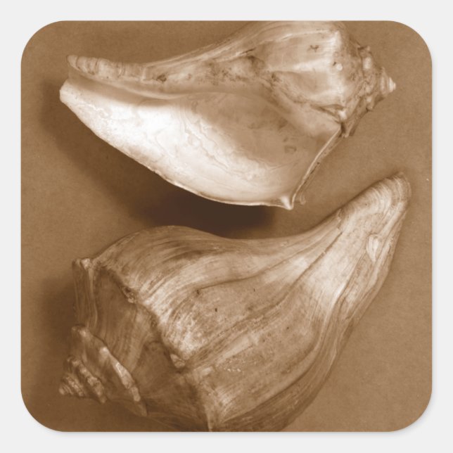 Sensual Shells Square Sticker (Front)