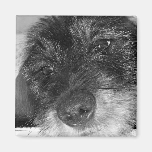 Sentimental Magnet (Front)