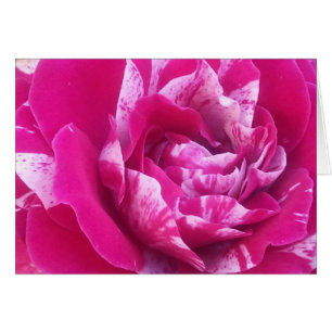 Sentimental rose