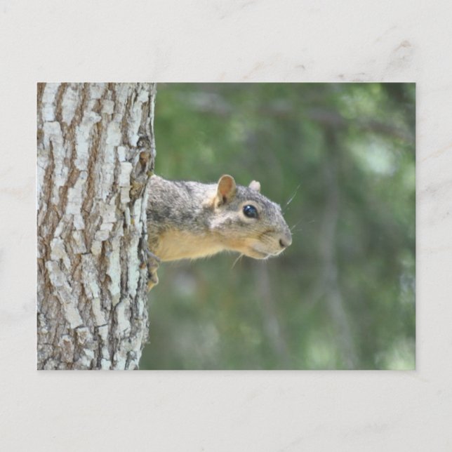 "Sentry" Squirrel Postcard (Front)