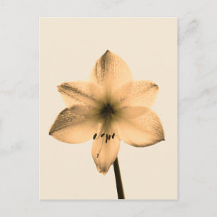 sepia amaryllis postcard