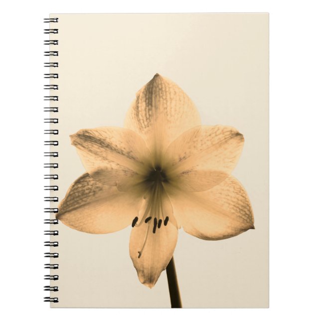 sepia amaryllis spiral notebook (Front)