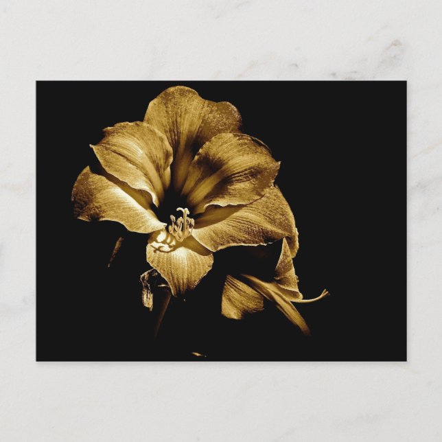 SEPIA AMARYLLIS WITH BLACK BACKGROUND POSTCARD (Front)