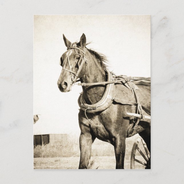 Sepia Amish Horse And Buggy Postcard (Front)