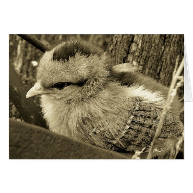 Sepia Chick Playing in the Garden (Front Horizontal)
