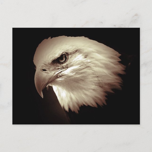 Sepia Colour Bald Eagle Postcard (Front)