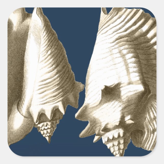 Sepia Conch Seashells Square Sticker (Front)