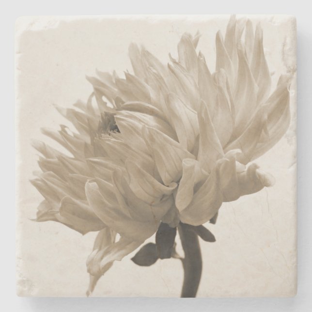 sepia dahlia stone coaster (Front)