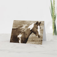 Sepia Flashy Mare, Birthday