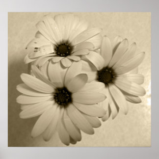 Sepia Flowers Poster
