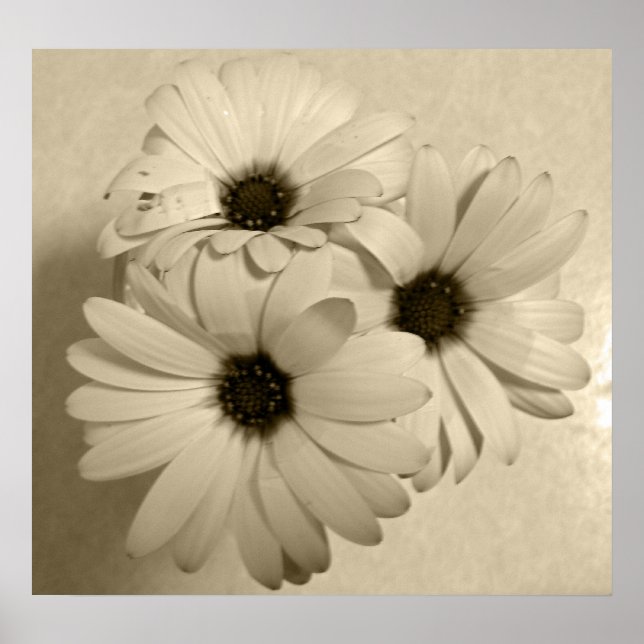 Sepia Flowers Poster (Front)
