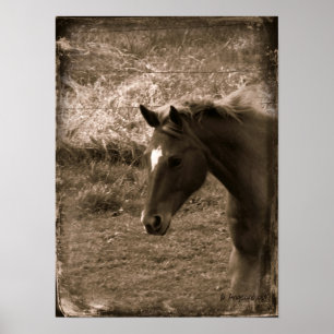 Sepia Grunge Horse Poster
