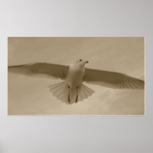 Sepia Gull Poster (Front)