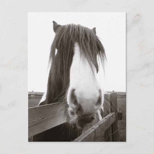 Sepia Horse Portrait Postcard (Front)