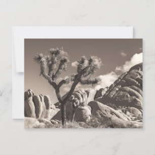 Sepia Joshua Trees Landscape with Rocks  Postcard