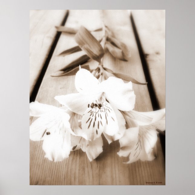 Sepia Lily Poster (Front)