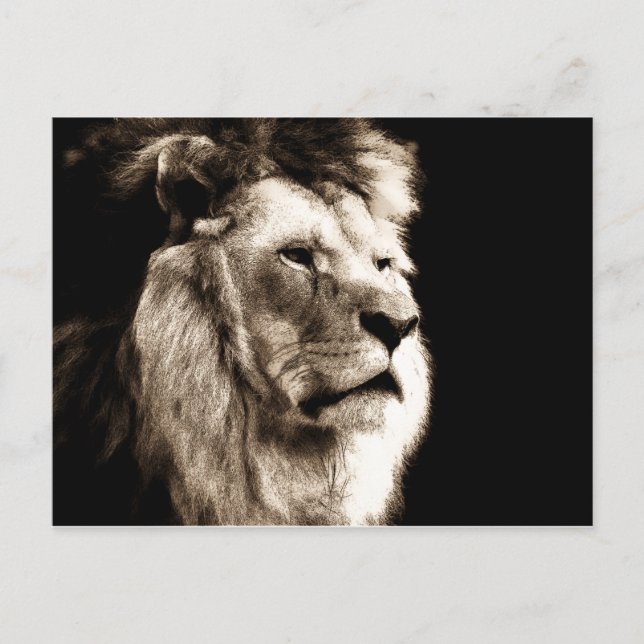 Sepia Lion Postcard (Front)