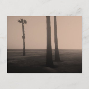 Sepia Palm Trees Fine Art Photograph Postcard