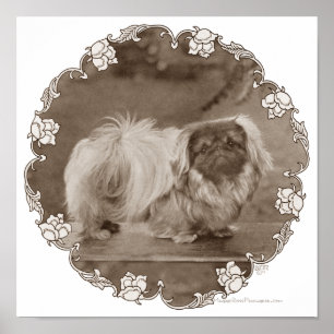 Sepia Pekingese Portrait Poster