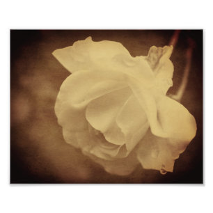 Sepia Rose With Raindrops Aged Vintage 8x10 Photo Print