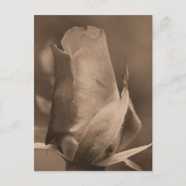 Sepia Rosebud Flower Photo Postcard (Front)