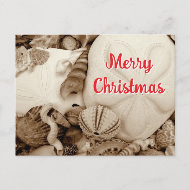 Sepia Sand Dollar Christmas Holiday Postcard (Front)