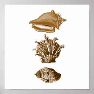 Sepia SeaLife Group12A Print #8 Seashells