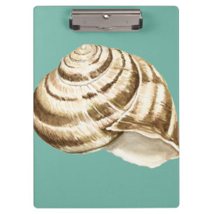 Sepia Striped Shell on Teal Clipboard