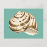 Sepia Striped Shell on Teal