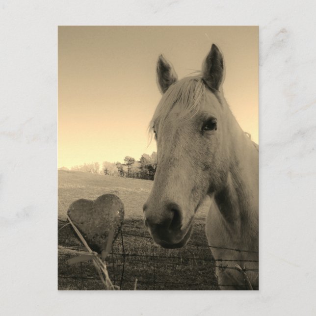 Sepia tone Brown Horse & Heart Postcard (Front)