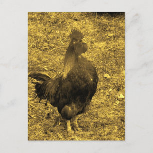 Sepia Tone Crowing Rooster Postcard