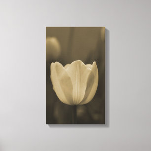 Sepia tone single tulip flower blossom up close canvas print