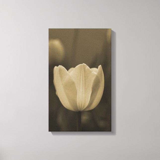 Sepia tone single tulip flower blossom up close canvas print (Front)
