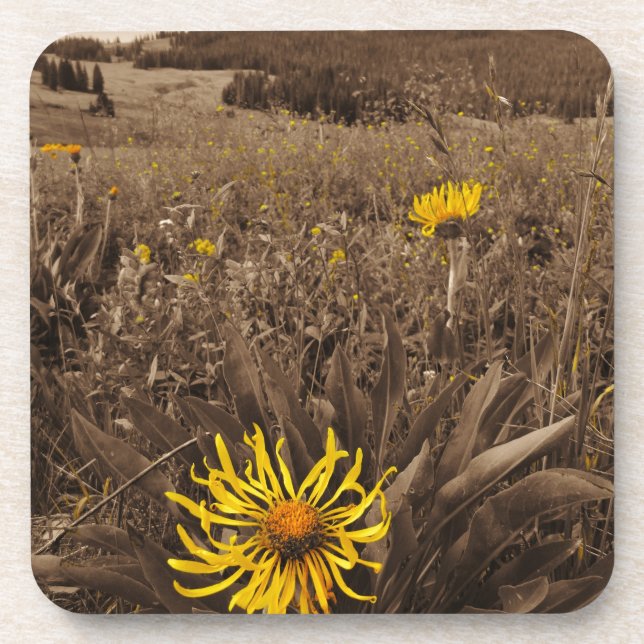Sepia tone Yellow wildflowers Coaster (Front)