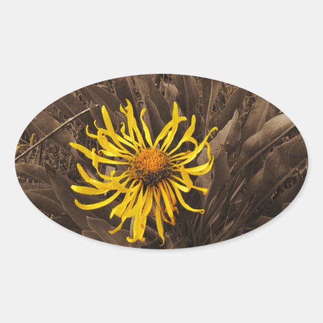 Sepia tone Yellow wildflowers Oval Sticker (Front)
