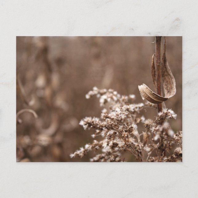 Sepia Tones Postcard (Front)