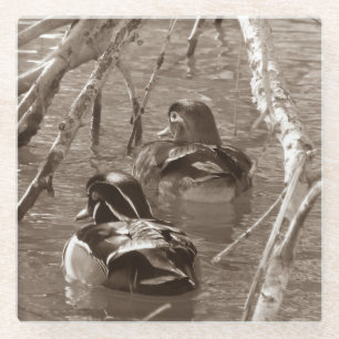 Sepia Wood Duck Pair Glass Coaster