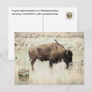 Sepia Yellowstone Bison with Bird Postcard