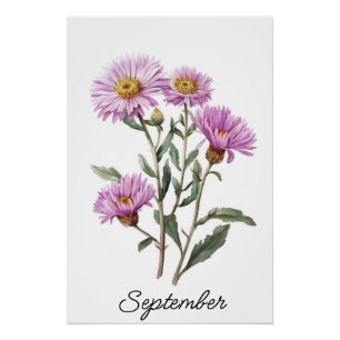 September Aster Birth Flower Vintage Botanical Poster
